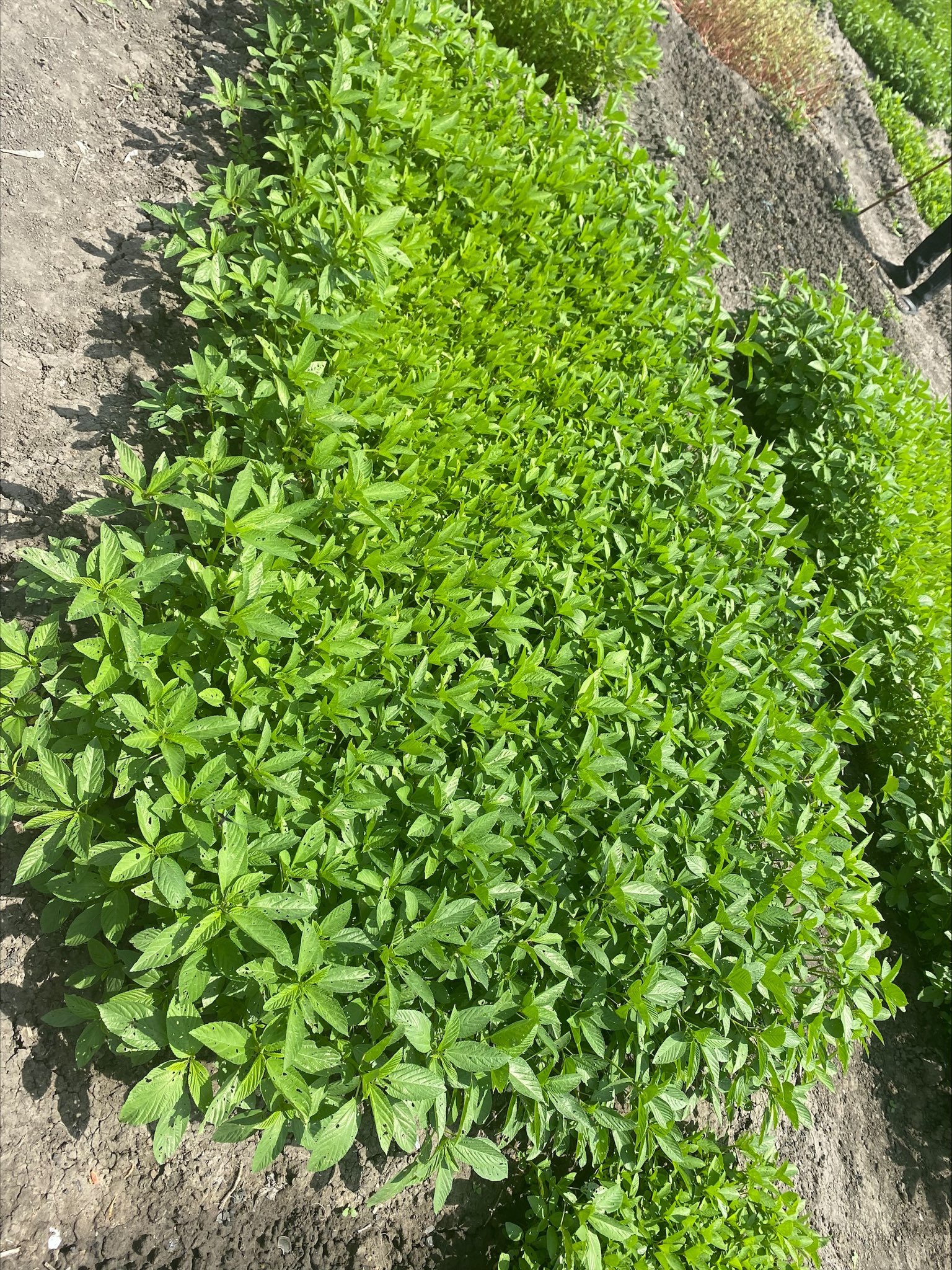 Nyaduol hopes for a brighter future