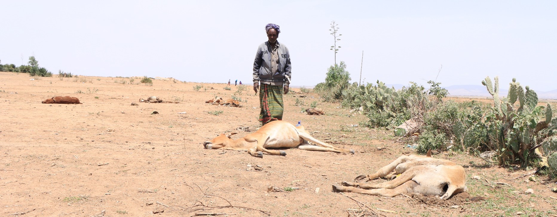 Ahmed is one among thousands of pastoralists in Somali Region of Ethiopia that have lost livestock to the drought.Maslah/DRC